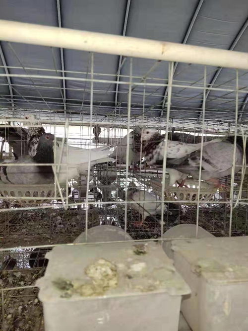 入圍50家河南農業養殖行業名單公示